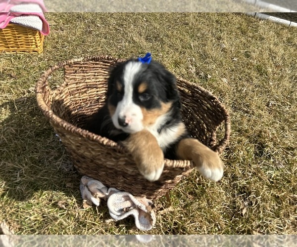 Medium Photo #9 Bernese Mountain Dog Puppy For Sale in ATHENS, WI, USA