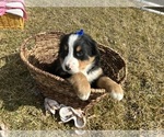 Small #8 Bernese Mountain Dog