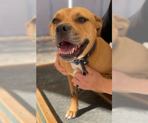 Medium Photo #1 American Staffordshire Terrier-Unknown Mix Puppy For Sale in Palmetto, FL, USA