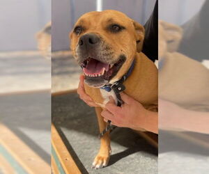 American Staffordshire Terrier-Unknown Mix Dogs for adoption in Palmetto, FL, USA