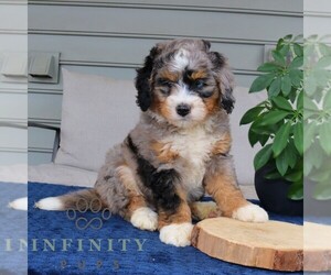 Bernedoodle (Miniature) Puppy for sale in NARVON, PA, USA