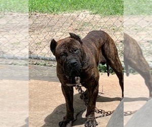 Presa Canario Puppy for sale in JACKSONVILLE, FL, USA