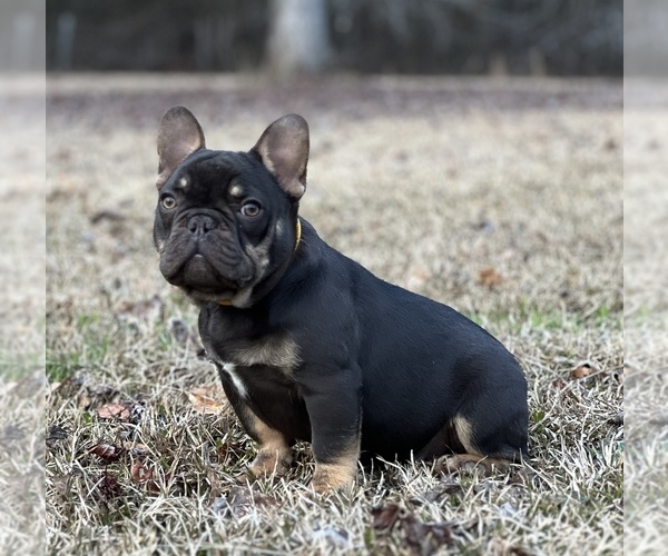 Medium Photo #6 French Bulldog Puppy For Sale in LOCUST GROVE, GA, USA