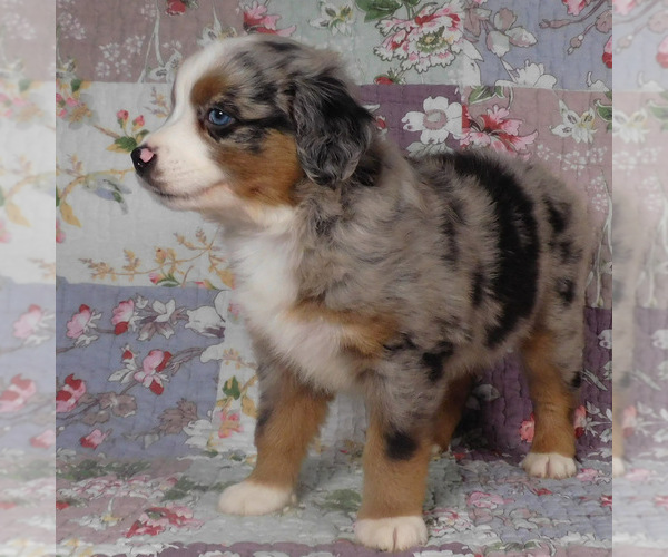 Medium Photo #16 Miniature Australian Shepherd Puppy For Sale in HARRISON, OH, USA
