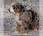 Small #15 Miniature Australian Shepherd