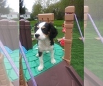 Small Photo #83 Australian Shepherd-Cavalier King Charles Spaniel Mix Puppy For Sale in HOWLAND, OH, USA