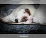 Small Photo #7 English Bulldog Puppy For Sale in CARY, NC, USA