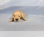 Small #4 Golden Retriever