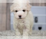 Small Photo #2 Maltipoo-Unknown Mix Puppy For Sale in FULLERTON, CA, USA