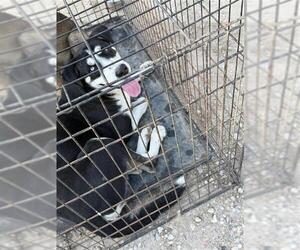 Siberian Husky-Unknown Mix Dogs for adoption in Houston, TX, USA