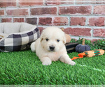 Small #2 English Cream Golden Retriever