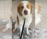 Small --Australian Shepherd Mix