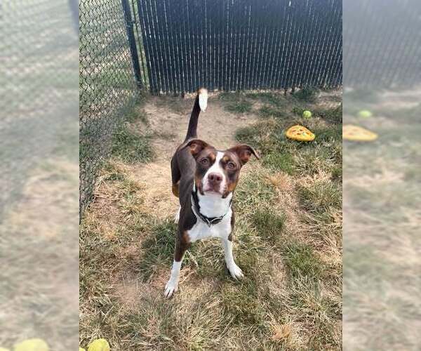 Medium Photo #2 Mutt Puppy For Sale in Evansville, IN, USA