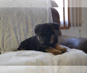 German Shepherd Dog Puppy for Sale in GREENWOOD, Wisconsin USA