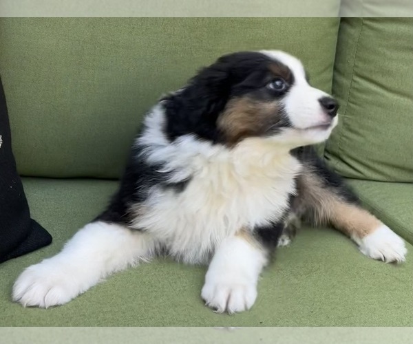 Medium Photo #39 Miniature Australian Shepherd Puppy For Sale in LA CANADA FLINTRIDGE, CA, USA