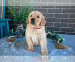 Small #2 Golden Retriever
