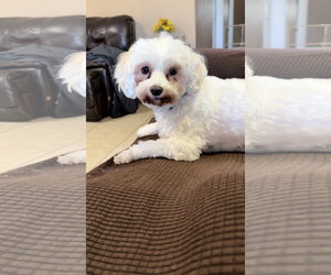 Maltese-Unknown Mix Dogs for adoption in Orlando, FL, USA
