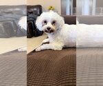 Small Maltese Mix