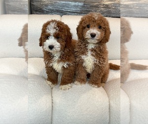 Goldendoodle (Miniature) Puppy for sale in ARCADIA, CA, USA