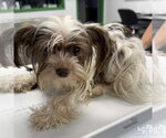 Small #1 Shih Tzu Mix