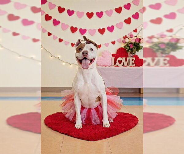 Medium Photo #2 Mutt Puppy For Sale in Belleville, IL, USA