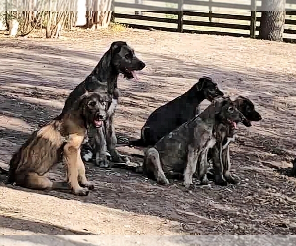 Medium Photo #1 Irish Wolfhound Puppy For Sale in MATHIS, TX, USA