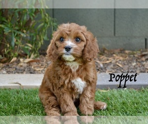 Cavapoo Puppy for sale in PHOENIX, AZ, USA