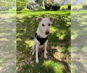 Labrador Retriever-Unknown Mix Dogs for adoption in Shillington, PA, USA