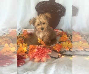Morkie Puppy for sale in CENTER HILL, FL, USA