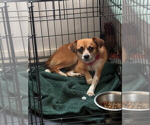 Chihuahua Dogs for adoption in Tarboro, NC, USA