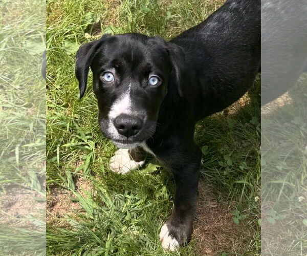 Medium Photo #3 Labmaraner Puppy For Sale in Pottstown, PA, USA