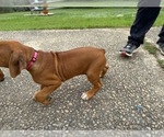 Small #9 Rhodesian Ridgeback