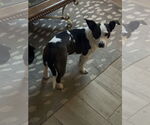 Small Pembroke Welsh Corgi