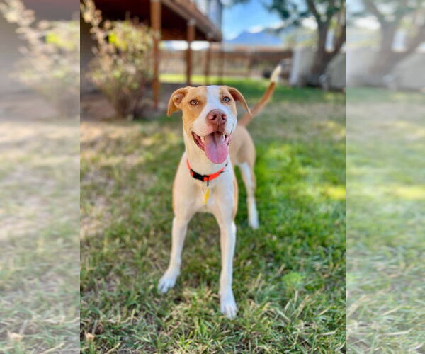 Medium Photo #2 Mutt Puppy For Sale in Sandy, UT, USA