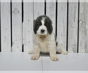 Newfoundland Puppy for sale in MILLERSBURG, OH, USA