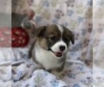 Small Pembroke Welsh Corgi