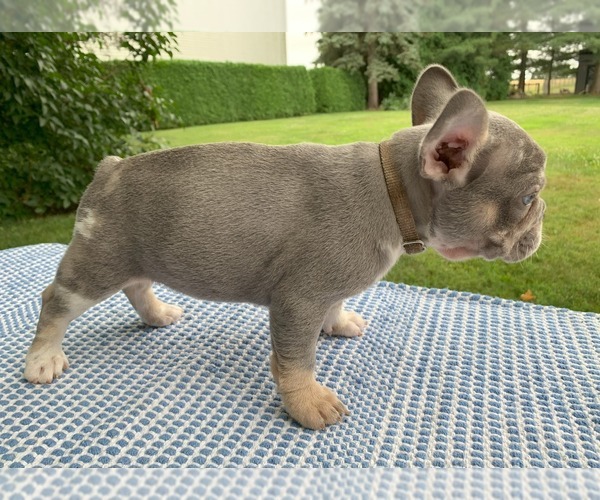 Medium Photo #22 French Bulldog Puppy For Sale in BREMEN, IN, USA