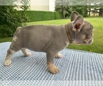Small Photo #22 French Bulldog Puppy For Sale in BREMEN, IN, USA