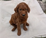 Small Photo #3 Irish Doodle Puppy For Sale in GOSHEN, IN, USA