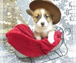 Small Photo #7 Pembroke Welsh Corgi Puppy For Sale in NORWOOD, MO, USA
