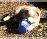 Small Photo #4 Miniature Australian Shepherd Puppy For Sale in FERRUM, VA, USA