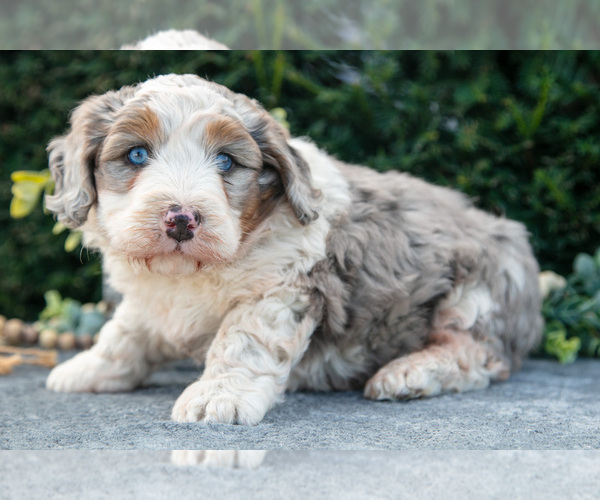 Medium Photo #2 Bernedoodle (Miniature) Puppy For Sale in LIGONIER, IN, USA