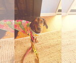 Small #5 Coonhound Mix
