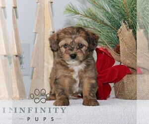 ShihPoo Puppy for sale in GORDONVILLE, PA, USA
