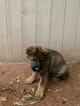Small Photo #19 German Shepherd Dog Puppy For Sale in MC DONOUGH, GA, USA