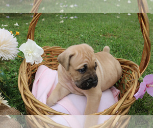 Cane Corso Puppy for sale in CAMBY, IN, USA