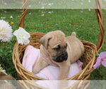 Image preview for Ad Listing. Nickname: Purple collar