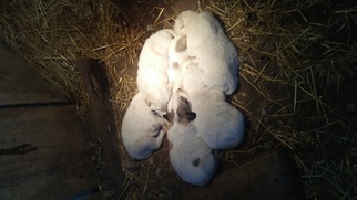 Great Pyrenees Puppy for sale in HOPKINSVILLE, KY, USA