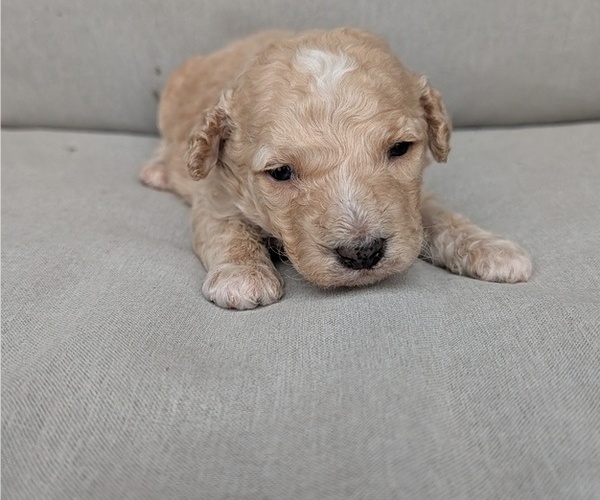 Medium Photo #1 Poodle (Toy)-Sheepadoodle Mix Puppy For Sale in MORGANTON, NC, USA