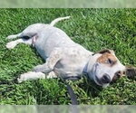 Small #1 Basset Hound Mix